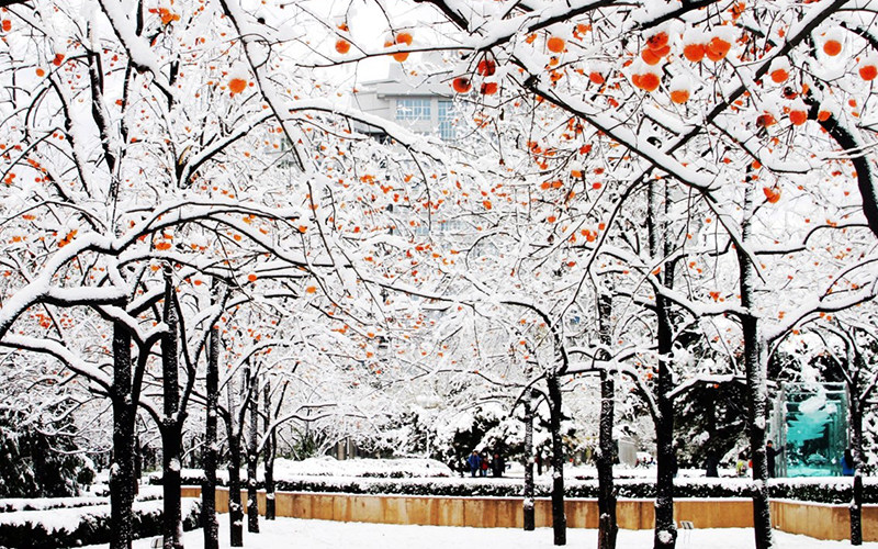 大学冬景